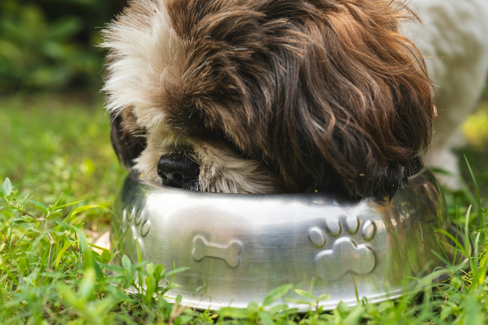 Hund ER VETERINÄR Erik Ehnvall