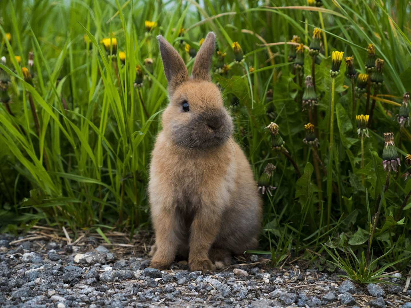 Kanin ER VETERINÄR Erik Ehnvall