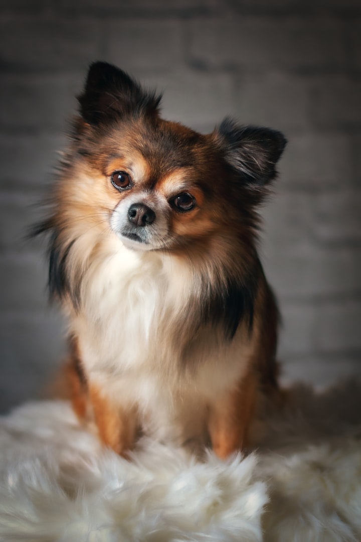 Hund ER VETERINÄR Erik Ehnvall