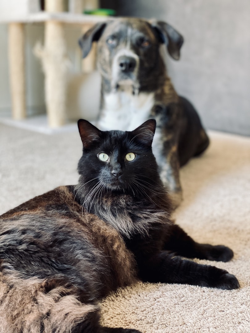 Papegoja ER VETERINÄR erik Ehnvall