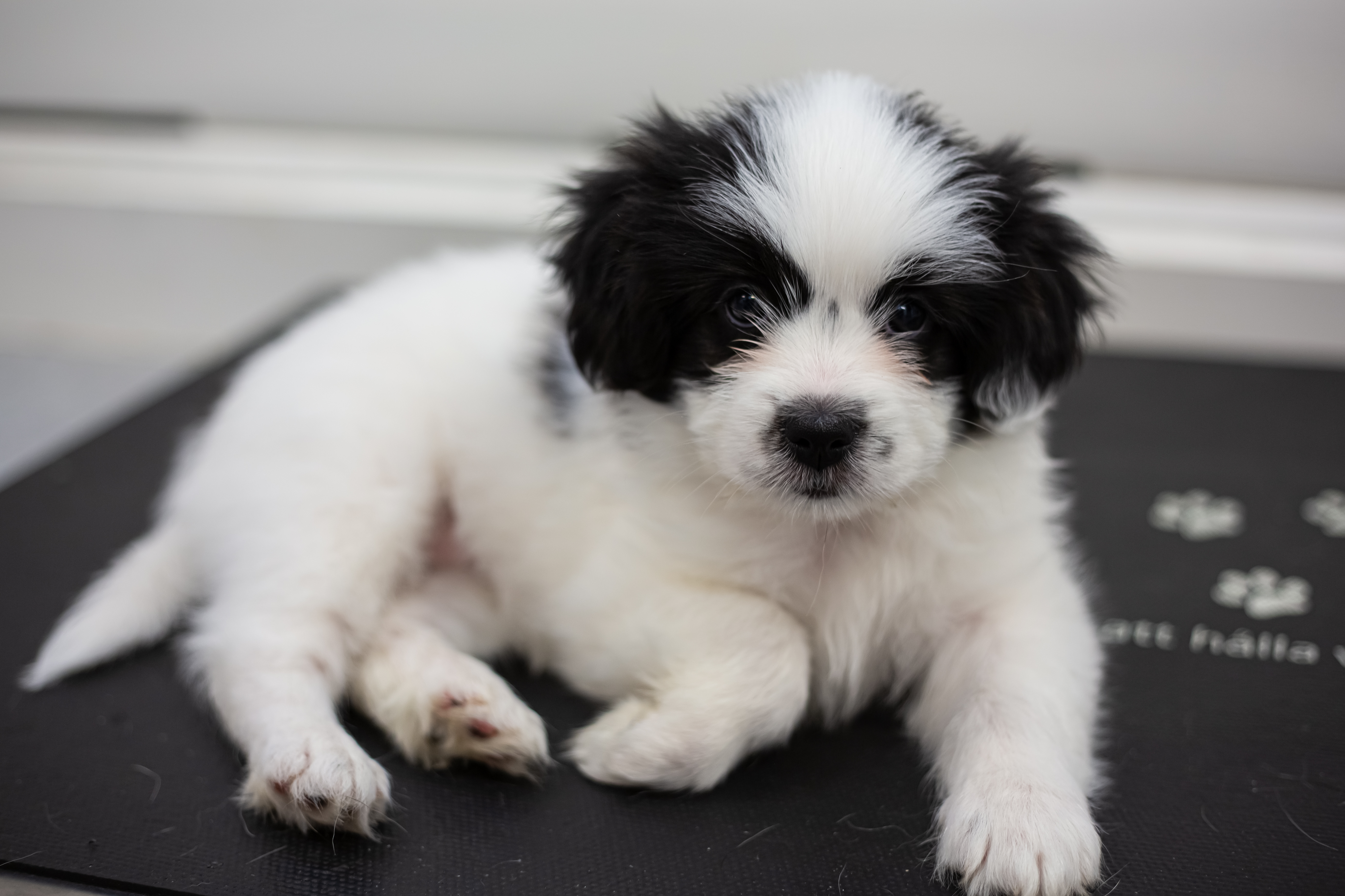 Valp hund ER VETERINÄR