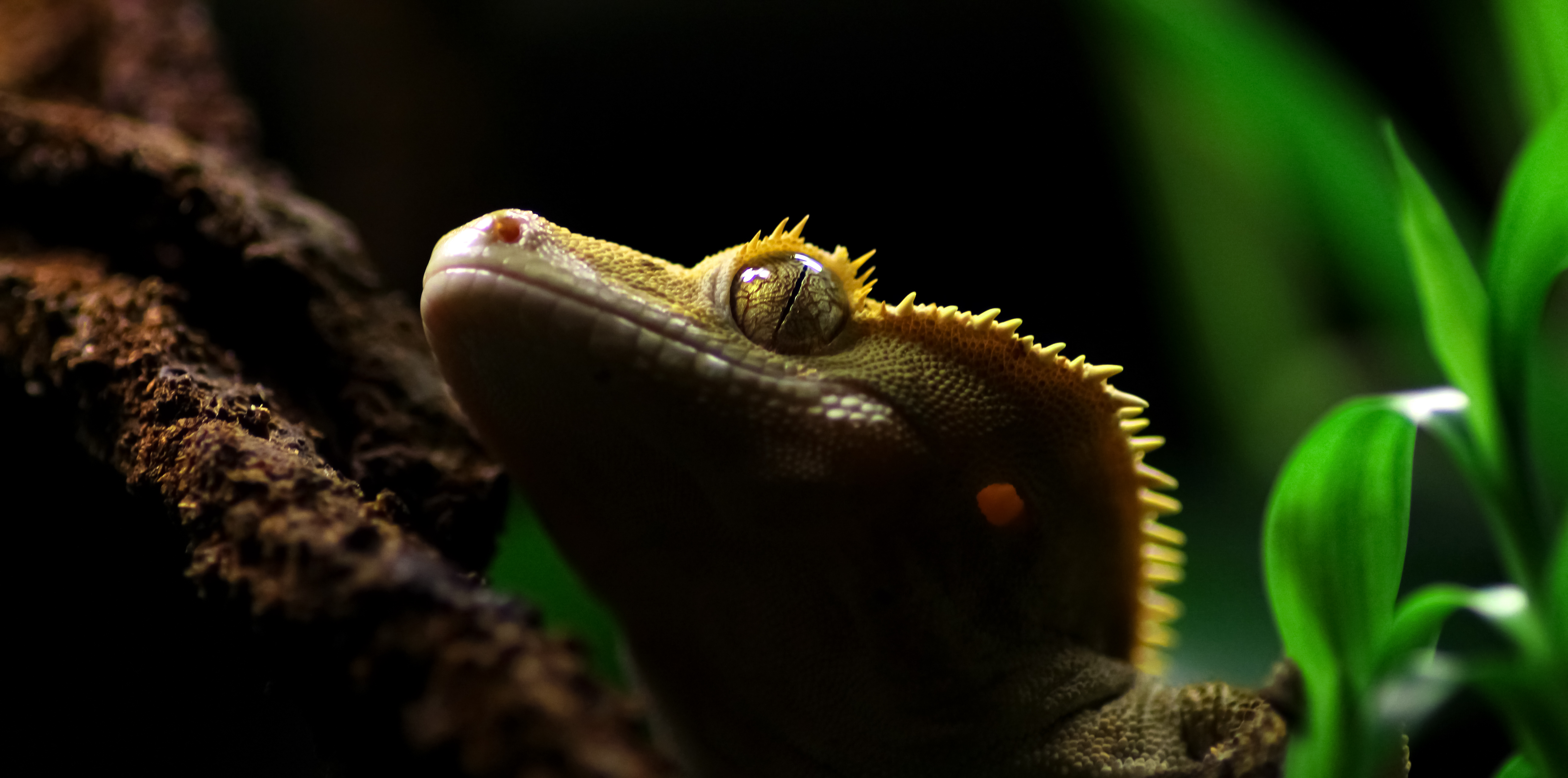 Ögonfransgecko ER VETERINÄR