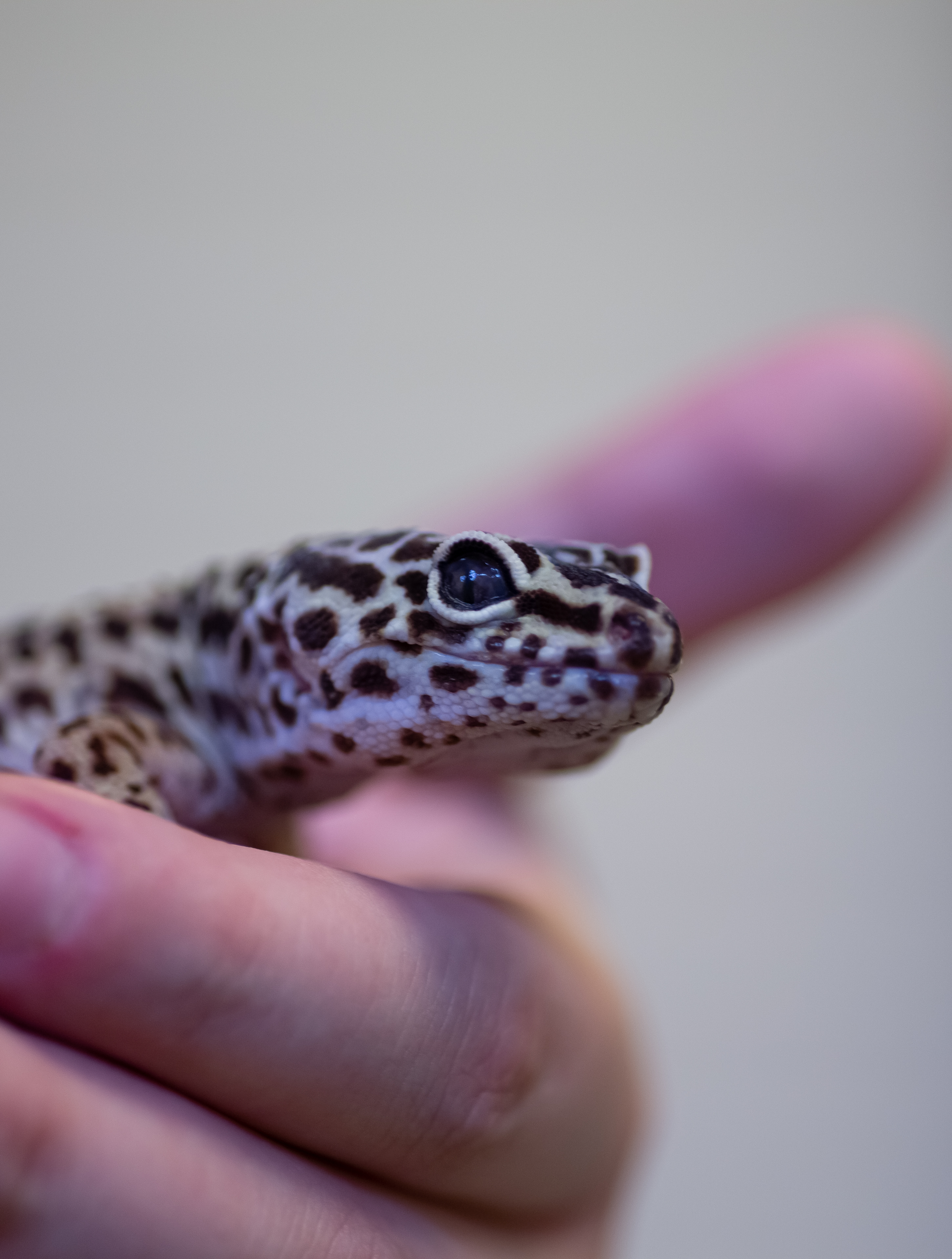 Leopardgecko ER VETERINÄR